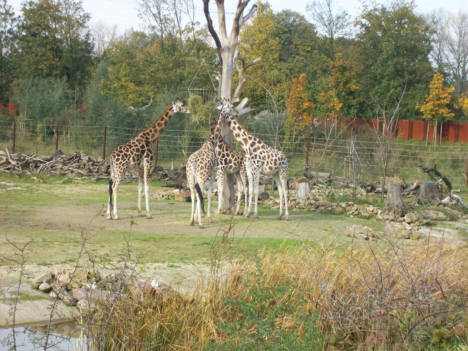 Zoom 18.10.2008-103.jpg